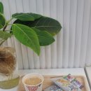 닛시헤어 이미지