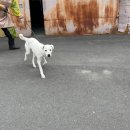 경주시 동물사랑보호센터 동물병원 | 부산동물보호센터 유기견봉사활동 8