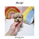 딜라잇독 네이버블로그