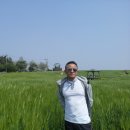 청보리 농장 이미지