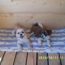 소나무 농장 이미지