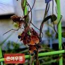 고흥 봉황산 큰여우콩(2023.11.22) 이미지