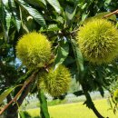 꼬꼬체험장 이미지