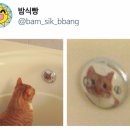 참토우 이미지