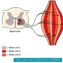 MECHANICS of SKELETAL MUSCLE 이미지