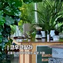 코우코알라 이미지