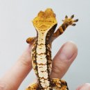 수원-0963 이미지