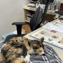 손진규동물병원 이미지