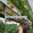 영스팜 이미지