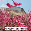 백매 | [공지] 부산 매화 명소 반짝반짝 기장 매화원 매화꽃 만개 후기/ 주차정보 방문 일정 정보