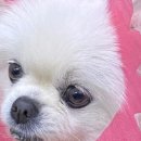 댕댕이 홀딱 반한 간식 이미지