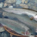 금곡송어장 이미지