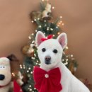 수수펫살롱 이미지