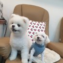 네일엠씨 이미지