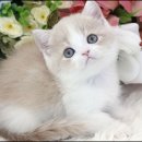 부산고양이분양 그린캣 이미지