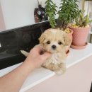 강아지분양 애견분양 꽃강아지 광진점 이미지