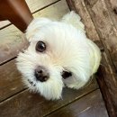 발안만세길 R | 내돈내산 마운자로 후기: 7주차(-7.8kg) 부작용과 일상 사이