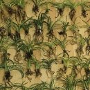 장교농장 이미지