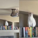 고양이 자리 이미지