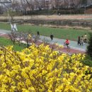 개나리온천 이미지