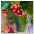 커피 체리(Coffee Cherry) 이미지