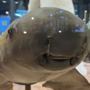 마이독그루밍 | 그리고 갑차기스러운데 10월 취소해도 돼?