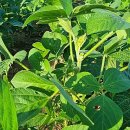 선형2농장 이미지