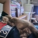 MJ캐터리 이미지