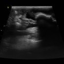 신동동물병원 이미지