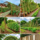 오이재배용 트레일 9종류 출처 FB Sprout Spaces 이미지