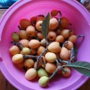 비파나무집 이미지