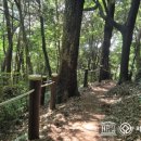 식산봉의 황근자생지 및 상록활엽수림 | 황근자생지 식산봉과 오조리 철새도래지 염습지 황근 개화중