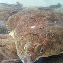 가재미로 이미지