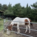 (주)교원더오름 | 제주도 서쪽 여행기 낉여옴 3 (궷물오름 절망편,, 공항에서 노숙할뻔한 썰)