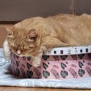 오냥이들 이미지