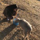 동윤농장 | 남해독일마을 근처 가볼만한곳 양떼목장 양마르뜨언덕