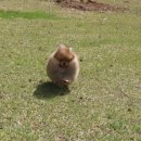 Pom생Pom사 이미지