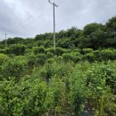 무궁화꽃이피었습니다 이미지