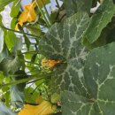 옥상에 마디호박 한그루 이미지