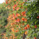 정재초교길 이미지