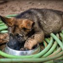 강아지 마음 이미지