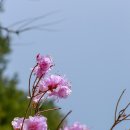 진달래펜션 이미지