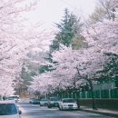 능인고등학교 일방통행로의 벚꽃 이미지