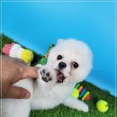 동양애견 강아지분양 고양이분양 이미지