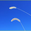 신토불이 이미지