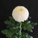 국화 &#39;엔젤루팡&#39;, 고양국제꽃박람회서 국무총리상 이미지