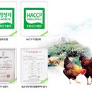 친환경 토종닭 농장 이미지