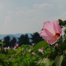 부용 - 경주시 금장1길 30 | 부용
