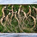 조성근농장 이미지