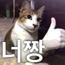 빵나무 | GS25 알바생의 추천템 | 배라 BR 초코나무 숲 크림빵 후기🌳